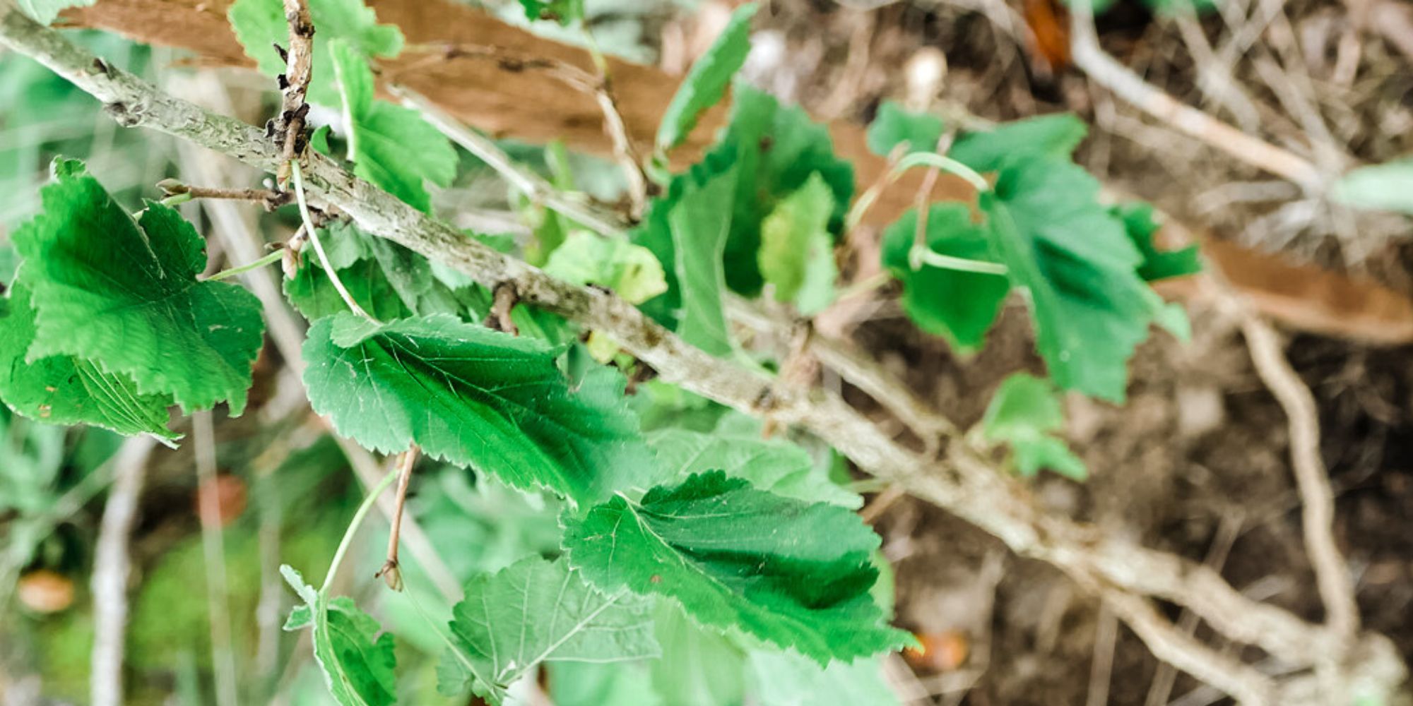 Ast als Symbol für Climate Partner der envirogroup