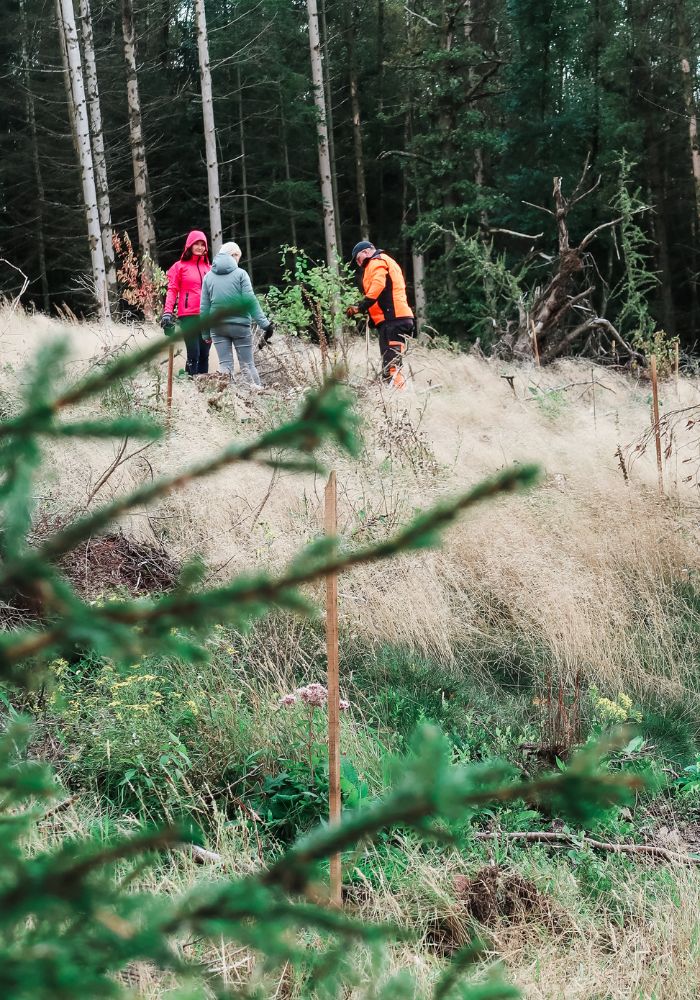 Baum Setzlinge werden gepflanzt